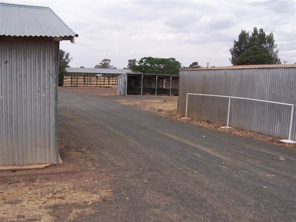 West Wyalong Racetrack and Showgrounds (9/03/2013 11:19:42 AM)