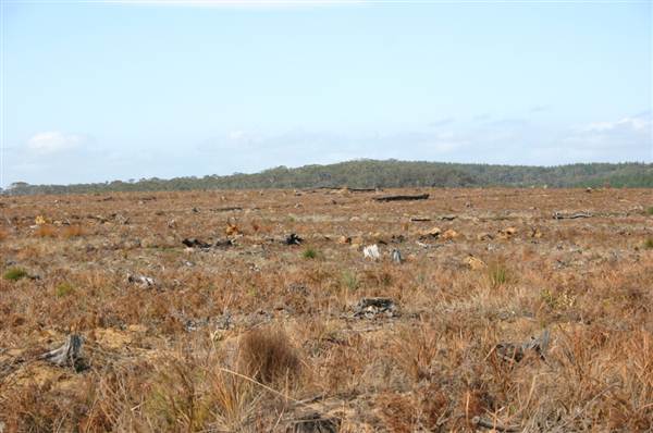 Penrose State Forest - Southern Highlands (9/03/2013 8:04:14 PM)