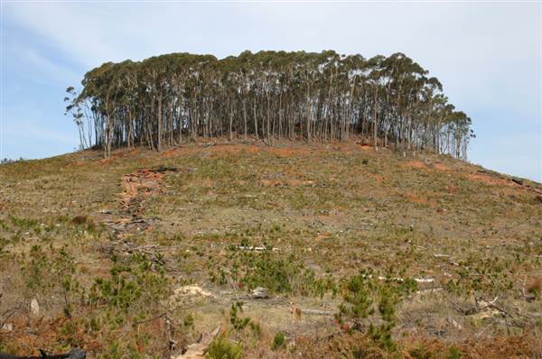 Penrose State Forest - Southern Highlands (9/03/2013 8:06:25 PM)