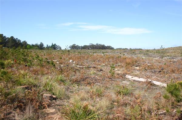 Penrose State Forest - Southern Highlands (9/03/2013 8:07:01 PM)
