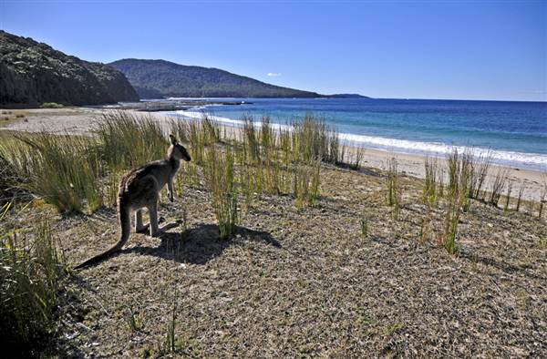 Pebbly Beach (9/03/2013 8:07:20 PM)