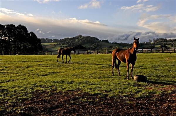 Robertson - Southern Highlands (9/03/2013 8:16:30 PM)