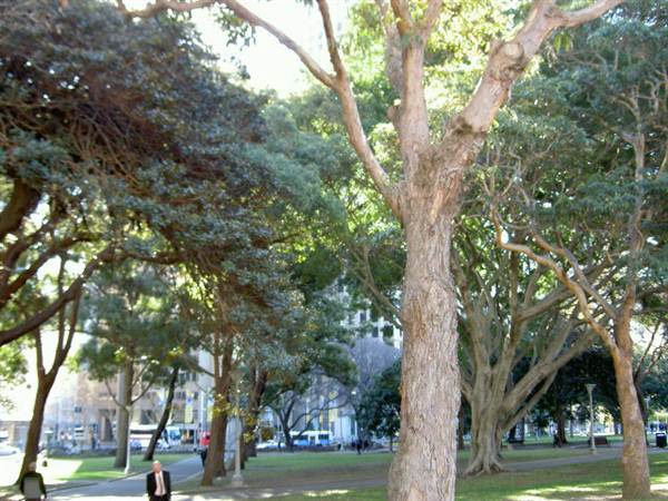 Hyde Park and Archibald Fountain - Sydney CBD (11/03/2013 1:13:26 PM)