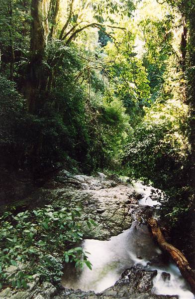 Tristania Falls - Dorrigo National Park (11/03/2013 2:54:51 PM)