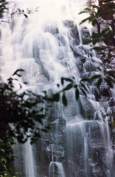 Tristania Falls - Dorrigo National Park (11/03/2013 2:55:20 PM)