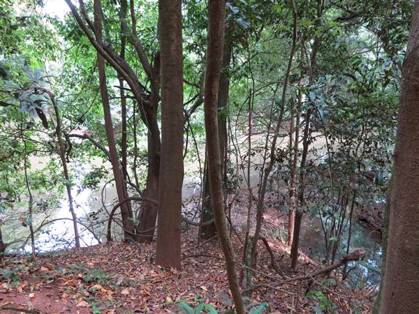 Booyong Flora Reserve (11/04/2013)