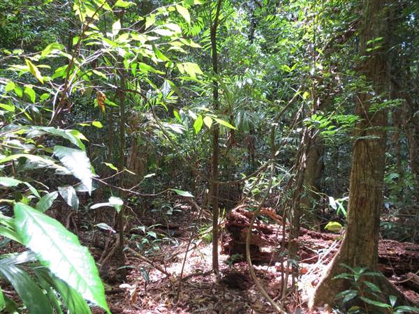 Booyong Flora Reserve (4/11/2013)