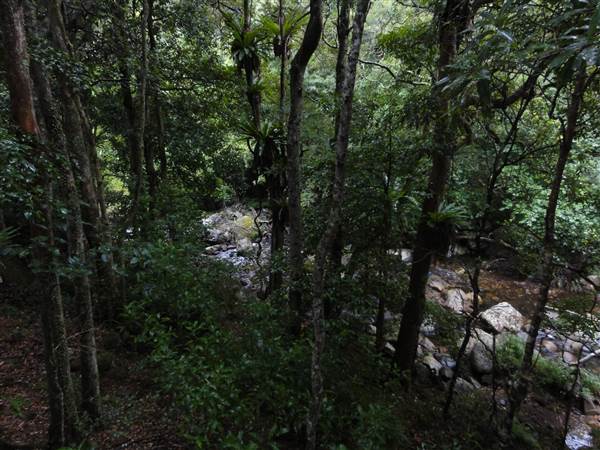 Minnamurra Rainforest Walk (28/02/2011)