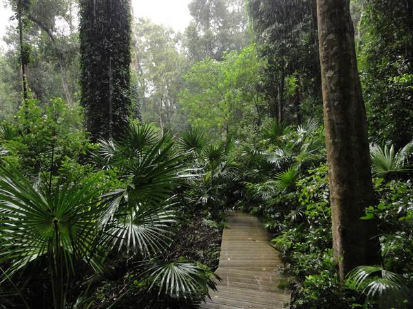 Minnamurra Rainforest Walk (28/02/2011 - Credits: Tony Brown/SISE)