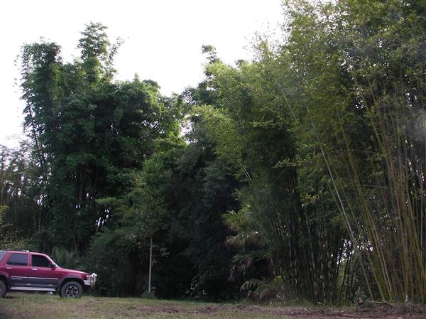 Private Properties - Bamboo, Jungle, Exotic, Forest (26/11/2013)