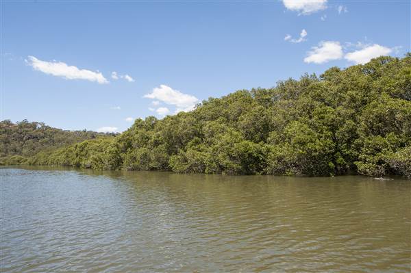 Georges River (5/12/2013)