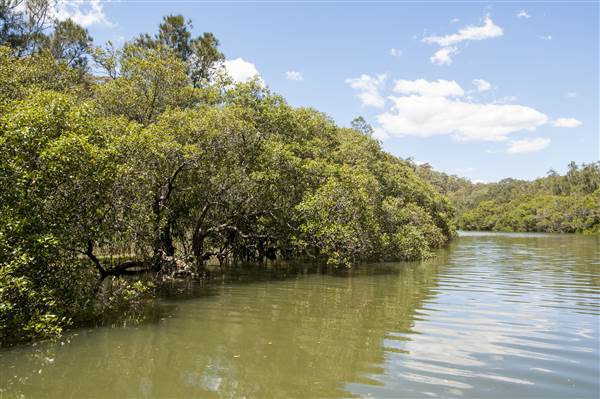 Georges River (5/12/2013)