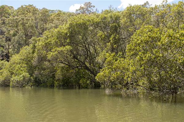 Georges River (5/12/2013)