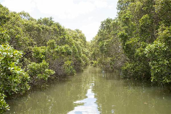 Georges River (5/12/2013)