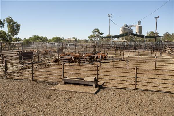 Coonamble (26/11/2013)