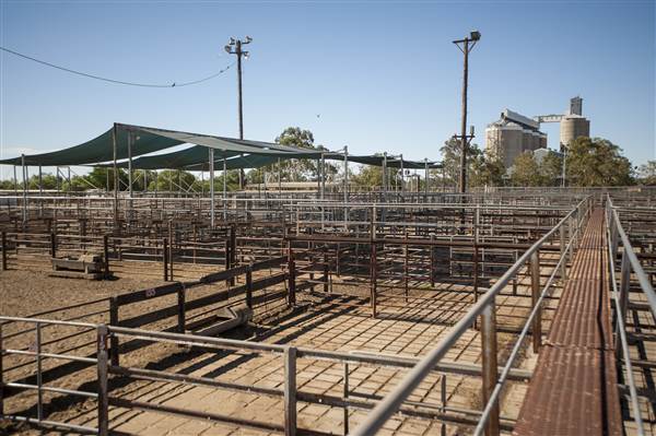 Coonamble (26/11/2013)
