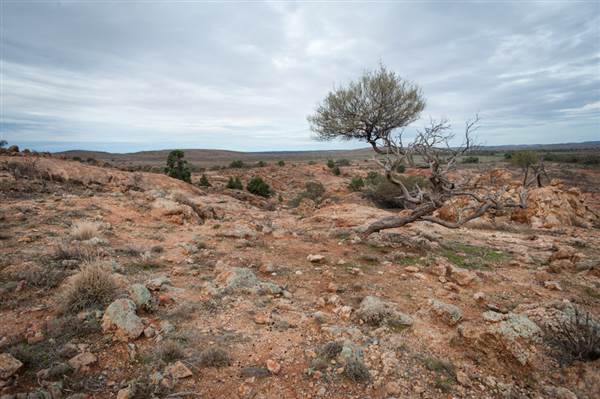 Mount Gipps Station (6/06/2013 - Credits: Colin McDougall)