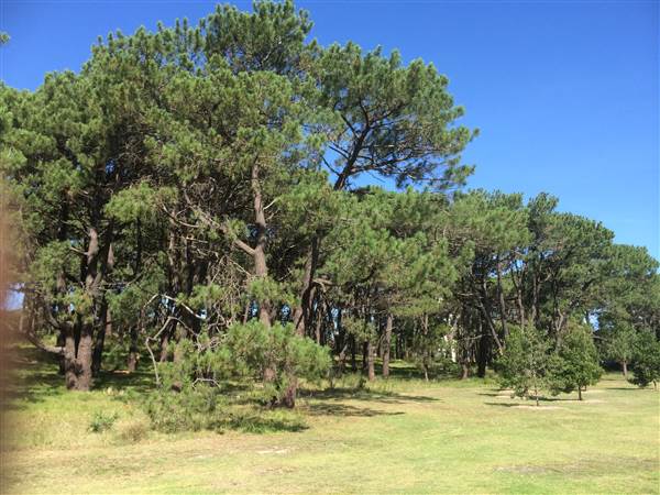 Centennial Park (26/06/2014)