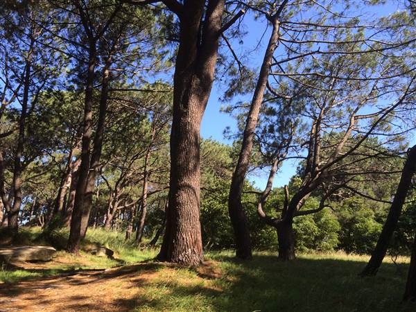 Centennial Park (26/06/2014)