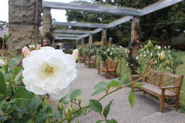 Rose Garden & Pavilion - Royal Botanic Garden Sydney (24/10/2014)