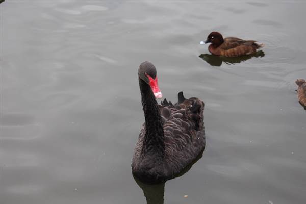 Centennial Park - Duck Pond (24/10/2014)