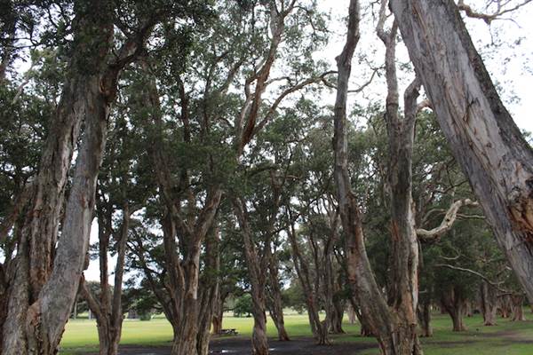 Centennial Park - Lachlan Reserve (24/10/2014)