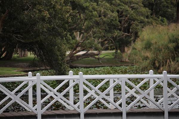 Centennial Park - Lachlan Swamp (24/10/2014)