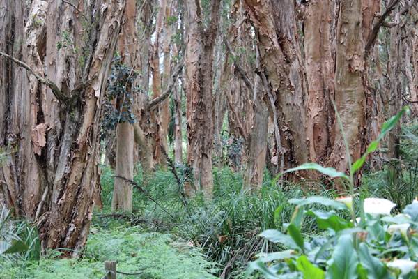 Centennial Park - Lachlan Swamp (24/10/2014)