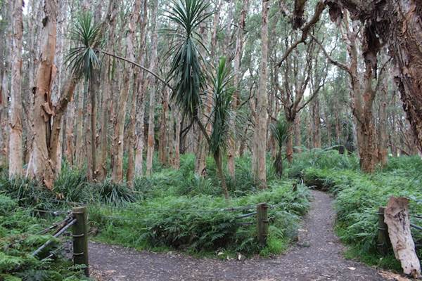 Centennial Park - Lachlan Swamp (24/10/2014)