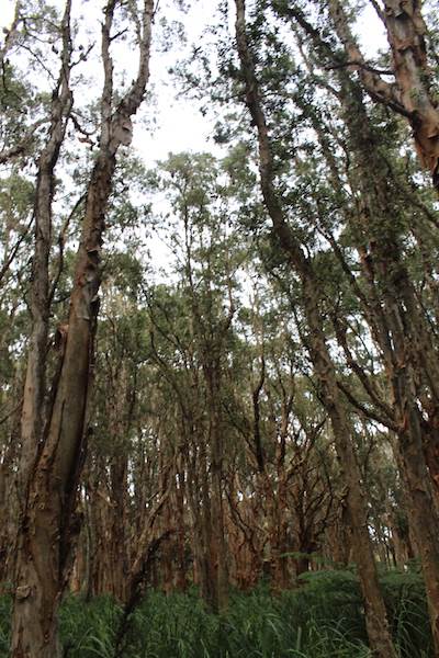 Centennial Park - Lachlan Swamp (24/10/2014)