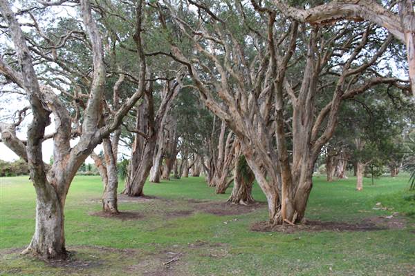 Centennial Park - Lachlan Swamp (24/10/2014)