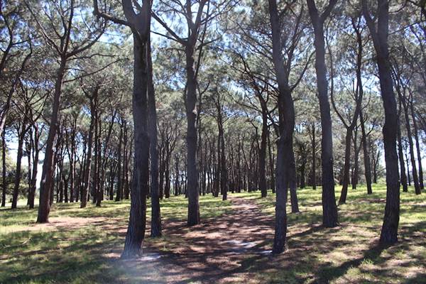 Centennial Park - Pine Grove (24/10/2014)