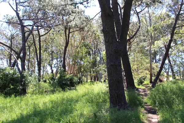 Centennial Park - Sandstone Ridge (24/10/2014)