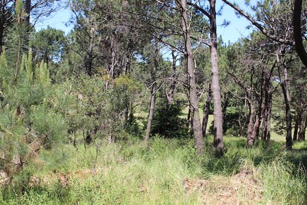 Centennial Park - Sandstone Ridge (24/10/2014)