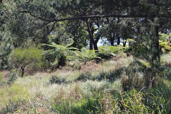Centennial Park - Sandstone Ridge (24/10/2014)
