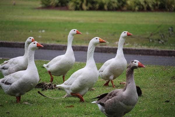 Centennial Park - Frog Hollow (24/10/2014)