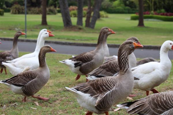 Centennial Park - Frog Hollow (24/10/2014)