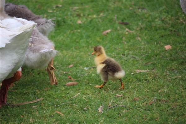 Centennial Park - Frog Hollow (24/10/2014)