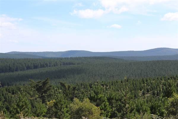 Jenolan State Forest - Logged Area (16/03/2015 - Credits: Jeremy Peek)