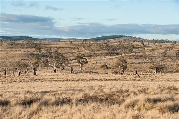 Monaro Plains (20/06/2015 - Credits: Colin McDougall)