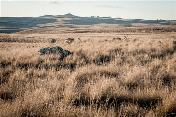 Monaro Plains (20/06/2015 - Credits: Colin McDougall)