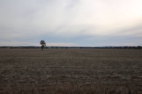 Fields near Ardlethan (27/07/2015)