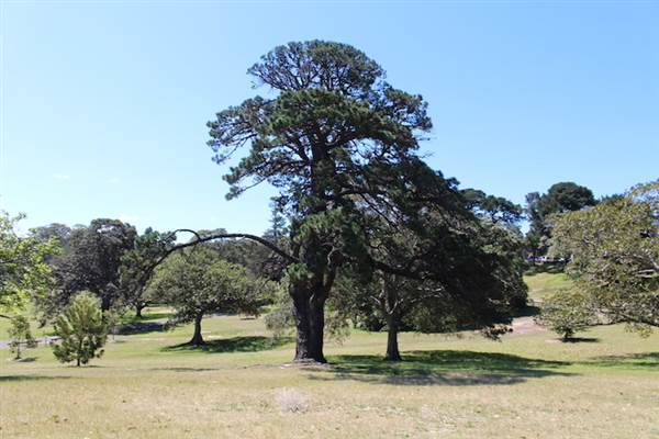 Centennial Park - Loch Ave South (24/10/2014)