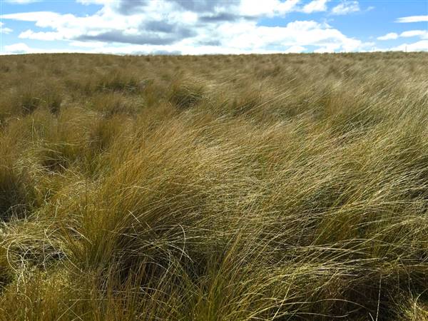 Monaro Plains (1/09/2015 - Credits: Brett Smith)