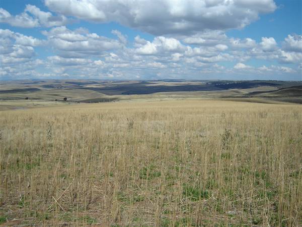 Monaro Plains (1/02/2005 - Credits: Colin McDougall)
