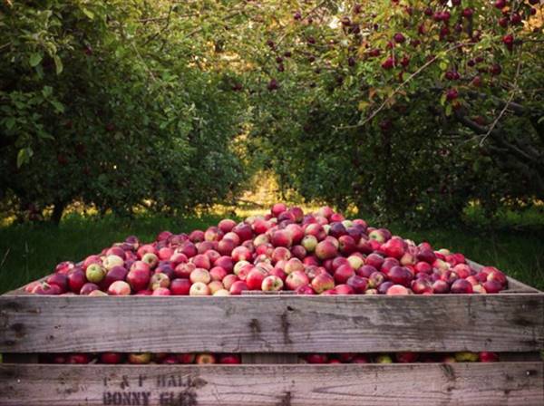 Logan Brae Orchard (17/04/2015)