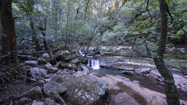 Minnamurra Rainforest Walk - Budderoo National Park (2/07/2016 - Credits: Mary Barltrop)