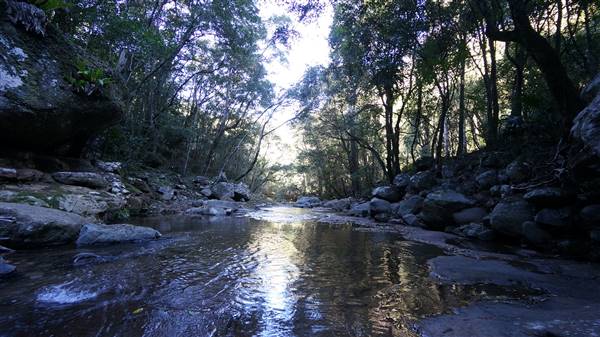 Minnamurra Rainforest Walk - Budderoo National Park (2/07/2016 - Credits: Mary Barltrop)