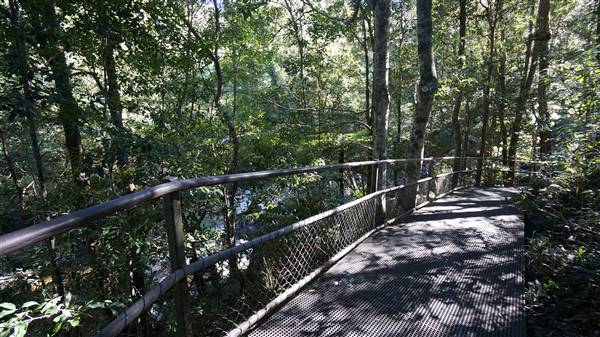 Minnamurra Rainforest Walk - Budderoo National Park (2/07/2016 - Credits: Mary Barltrop)