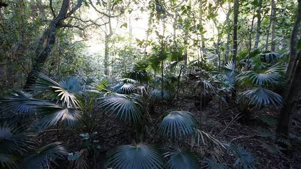 Minnamurra Rainforest Walk - Budderoo National Park (2/07/2016 - Credits: Mary Barltrop)